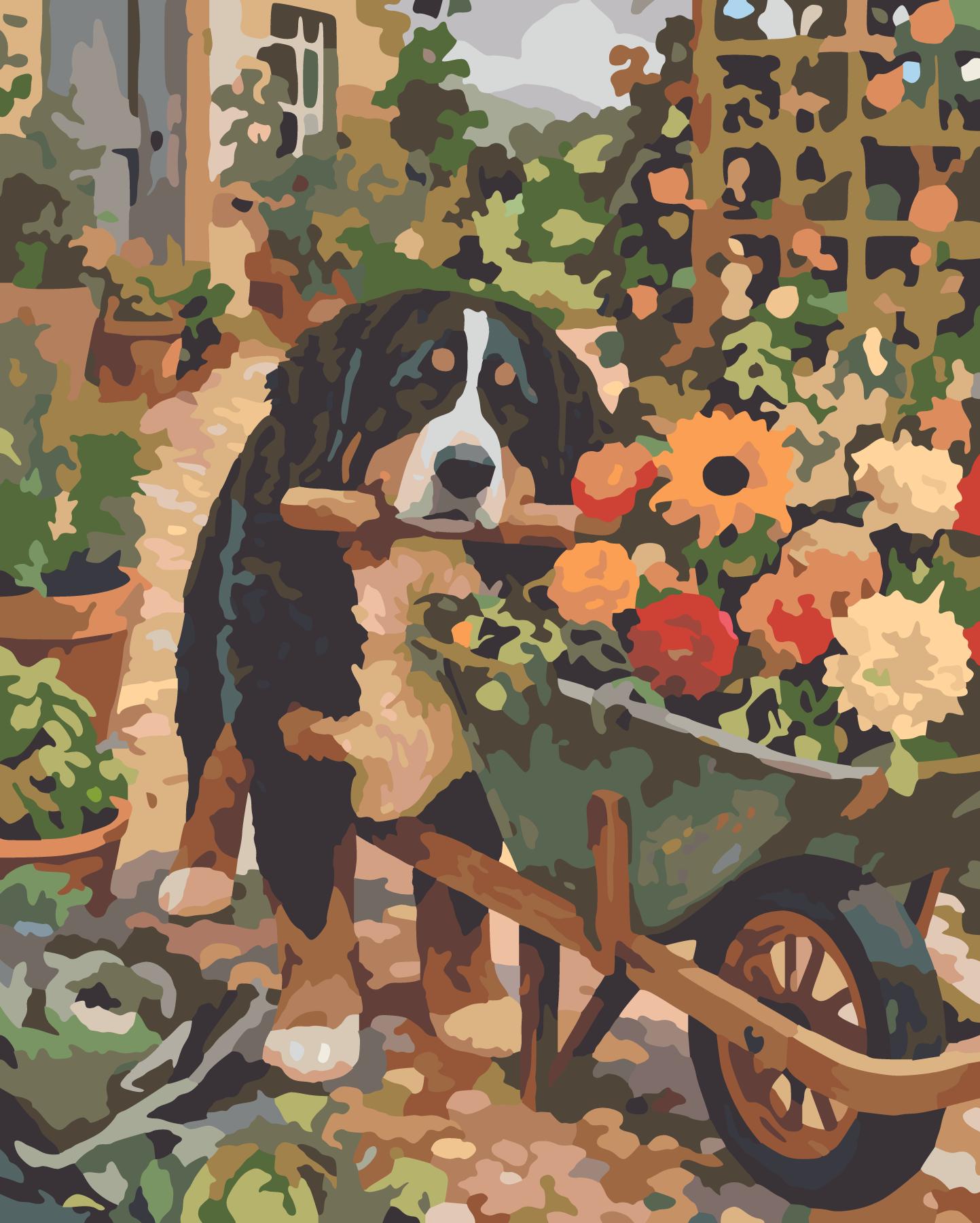 Bernese Mountain Dog Beside The Marigold Wheelbarrow paint by number design