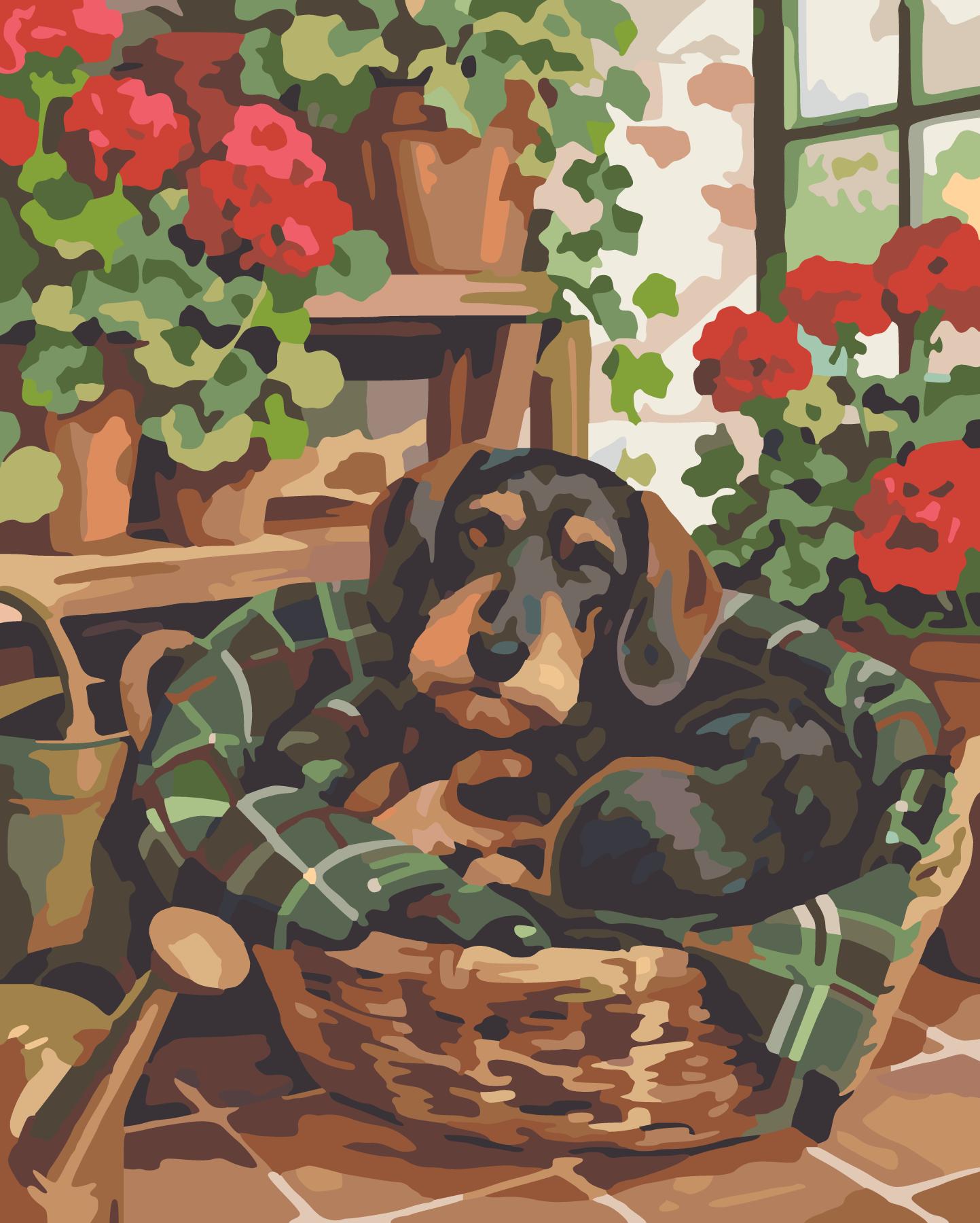 Wirehaired Dachshund In Market Basket By Greenhouse Geraniums paint by number design